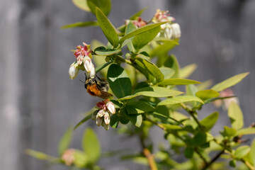 Verschiedene aufnahmen einer hummel welche an einer blühenden heidelbeerstaude nahrung findet