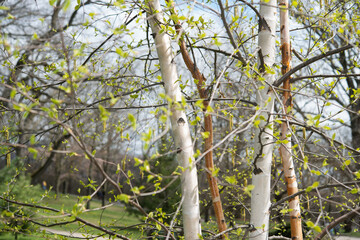 birch tree in spring