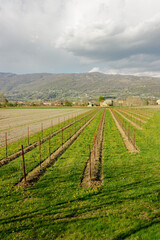 Fototapeta na wymiar Rural landscape. Young vineyard in the Treviso pre-Alps. Fresh spring shades. Vertical image.