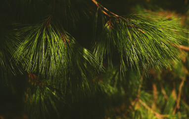 Eternally green plants in the bright light of the sun. Rare pines. Composition and concept. Spring...