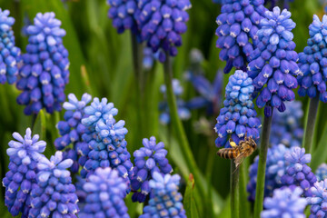hyacinth and bee