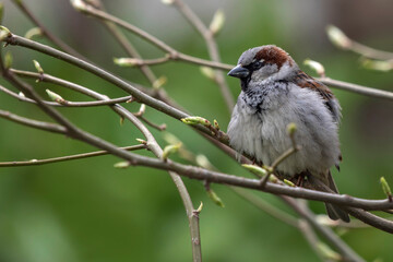sparrow on small branch