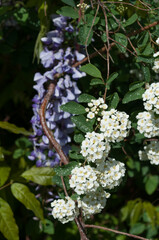 spirea and wisteria blossoms