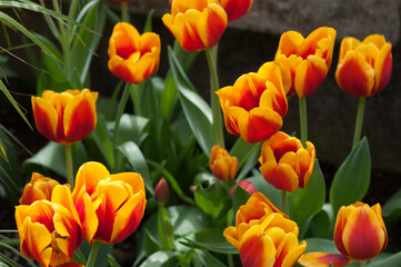 yellow and red tulips on display at the conservatory
