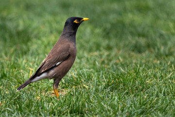 beautiful sparrow bird