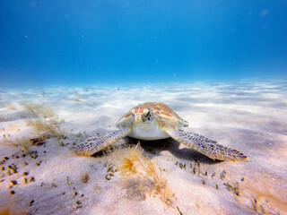 Underwater view of hawksbill sea turtle laying on ocean floor  © Matthew Tighe