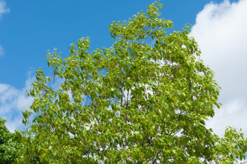 green leaves against blue sky