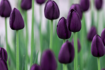 purple tulips in the garden