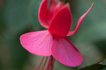 fuchsia blossom macro