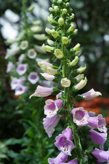 digitalis or foxglove in bloom at the conservatory