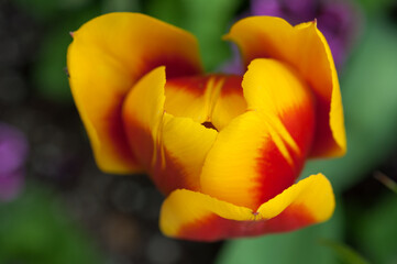 red and yellow tulip bloom close up