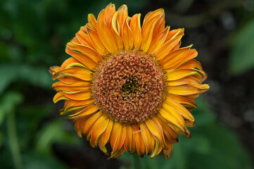 gerbera daisy isolated on a green background