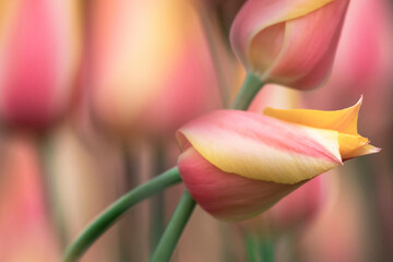 flashy and beautiful tulip
