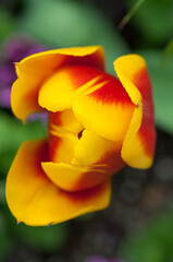 red and yellow tulip close up - top view