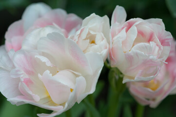 double tulip blossoms close up