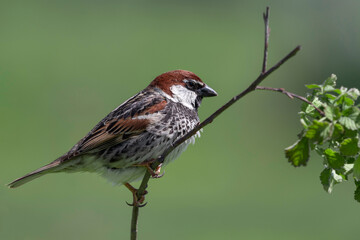 sparrow on small branch