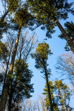 Laubwald mit Blick von unten indie Baumkronen