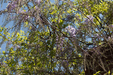 wisteria vine in bloom in spring