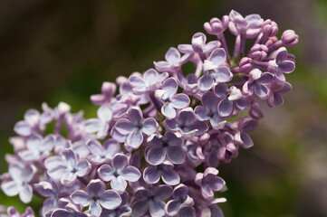 close up of a lilac flower in the sun