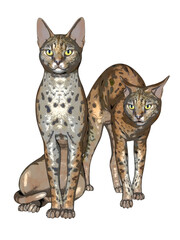 Two savannah cats isolated on white non photorealistic 3d render - 502972446