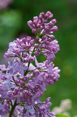 violet Syringa vulgaris blossom in the sun (on a green bokeh background)