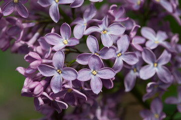 violet Syringa vulgaris close up