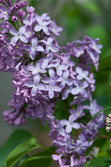 violet blue Syringa vulgaris on a green background