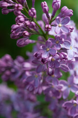 purple Syringa vulgaris in the sun (on a green background)