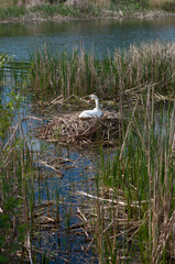 swan on nest among the reeds