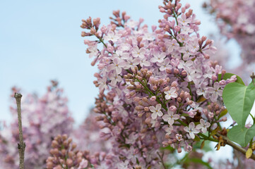 blue sky and pink Syringa vulgaris flowers in the garden 