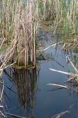 tranquil scene with reeds and sky reflected on pond water 
