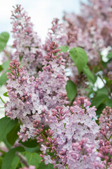 pink Syringa vulgaris blossoms on a light background