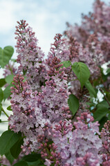 Syringa vulgaris and sky