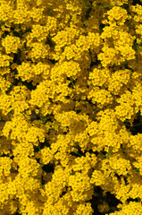 Aurinia saxatilis (basket of gold, alyssum) close up