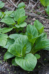 Symplocarpus foetidus (skunk cabbage) in the woods