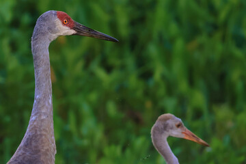 Mother and Child Sandhill Crane looking into Distance