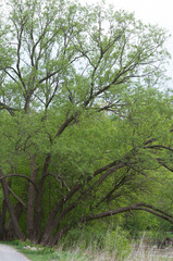 Fototapeta na wymiar trees growing by a path
