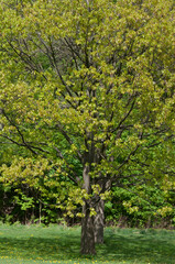 tree in spring