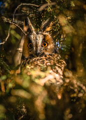 Asio otus in the natural habitat in the sunlight