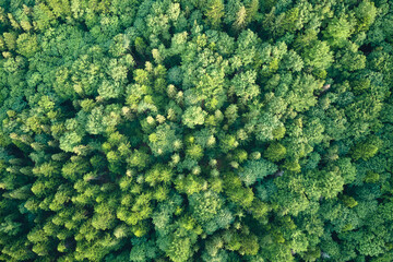 Aerial view of green pine forest with dark spruce trees. Nothern woodland scenery from above - obrazy, fototapety, plakaty