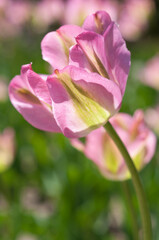 fancy, variegated tulips in pink and green in the garden 