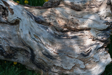tree bark texture