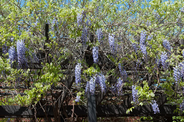 Wisteria blossoms growing on a dedicated trellis 