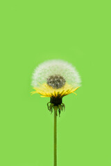 Isolated dandelion in two states on a green background.