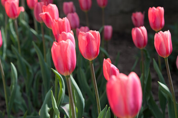 several pink flowers in spring
