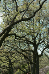 trees in the park - springtime