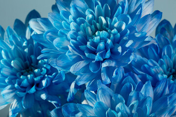 Blue flower background : close up of blue flower, aster with blue petals for background or texture