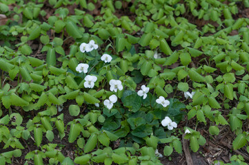 ground cover vegetation with white violets