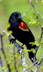 Red winged blackbird perched on branch