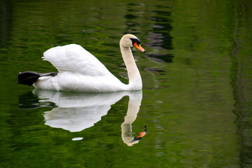 Obraz premium Schwan mit Spiegelung im See